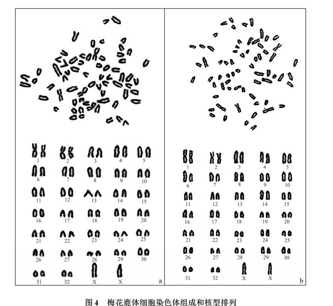 梅花鹿体细胞航天诱变、细胞样品回收培养技术、生长曲线及核型特性（三）