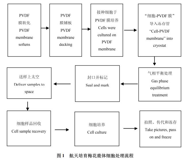 梅花鹿体细胞航天诱变、细胞样品回收培养技术、生长曲线及核型特性（一）