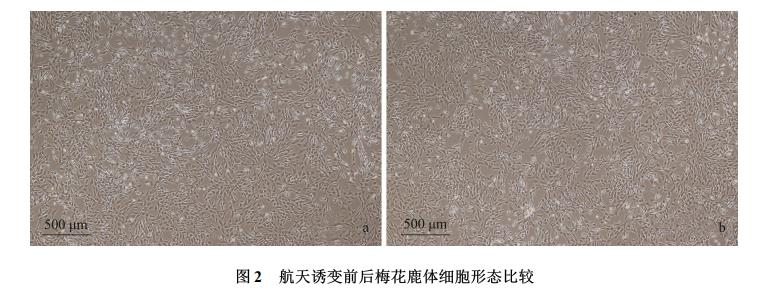 梅花鹿体细胞航天诱变、细胞样品回收培养技术、生长曲线及核型特性（二）
