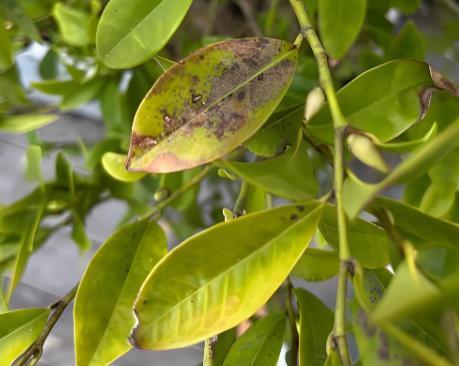 银杏黑斑病和轮纹病病菌生长、产孢试验和孢子萌发试验（一）