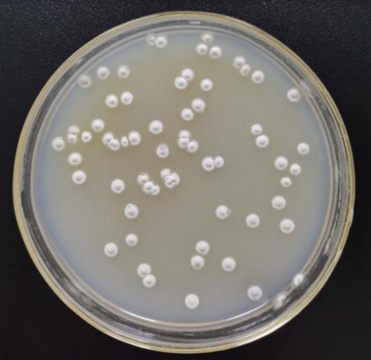 基于生长速率法优化放线菌发酵培养基和发酵条件（二）