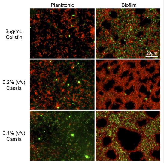 特定精油可有效根除铜绿假单胞菌和金黄色葡萄球菌生物膜（一）