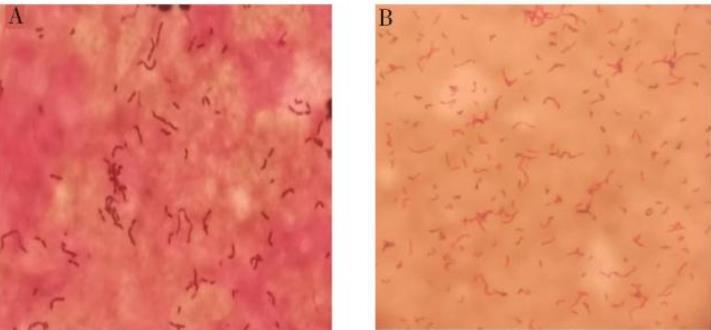 丹毒败血症:猪红斑丹毒丝菌形态、生化特征、鉴定及药敏试验——摘要、材料与方法