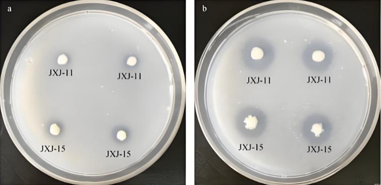 从技术机理到应用实践，农业常用微生物有哪些功能作用？