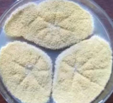 ​微生物农药之绿僵菌（Metarhizium anisopliae）计数及登记