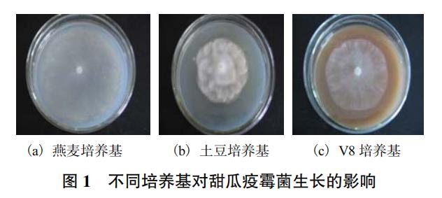 基于生长速率法评估植物乳杆菌Bx6-2的发酵液对甜瓜疫霉菌抑制效果（一）