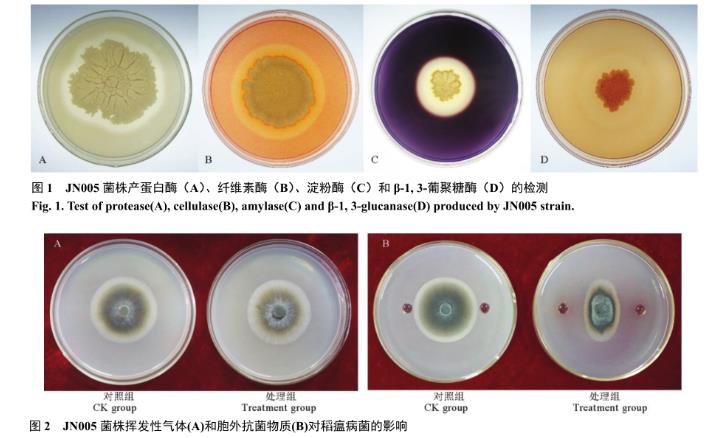 枯草芽孢杆菌JN005胞外抗菌物质对稻瘟病菌生长抑制作用研究（一）