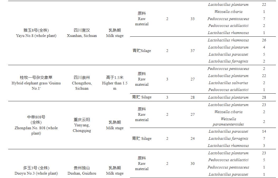 青贮饲料中耐高温乳酸菌的生物学特性及发酵特性研究（一）