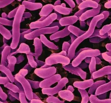 微生物界高盐环境适应机制——基本原则