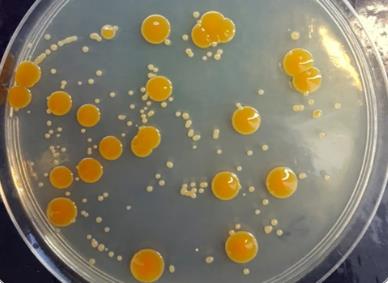 微生物界高盐环境适应机制、策略（案例一）