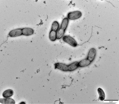 微生物界高盐环境适应机制、策略（案例二）