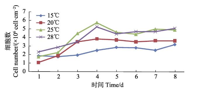 草鱼性腺细胞系生长曲线测定及对鲤春病毒血症病毒敏感性研究（二）