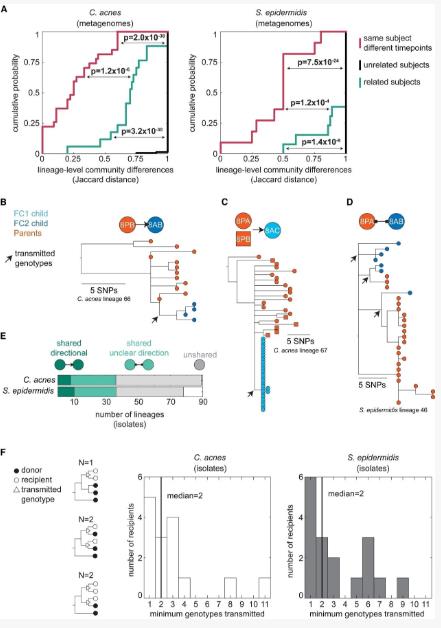 从儿童到成人：面部皮肤菌群成熟过程中的菌株建立与稳定规律（二）
