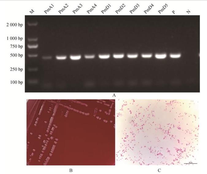 多杀性巴氏杆菌分离鉴定、分型、药敏试验及小鼠致病性试验（一）