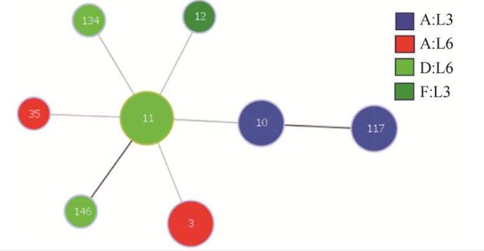 多杀性巴氏杆菌分离鉴定、分型、药敏试验及小鼠致病性试验（三）