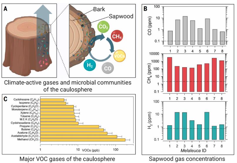 树皮微生物群落组成、特点及在森林温室气体循环中的关键作用