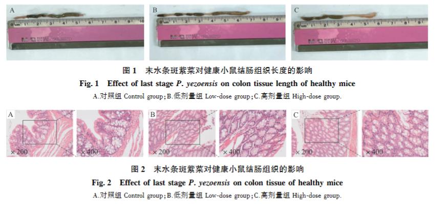 末水条斑紫菜调节肠道菌群结构并促进有益代谢产物丁酸生成