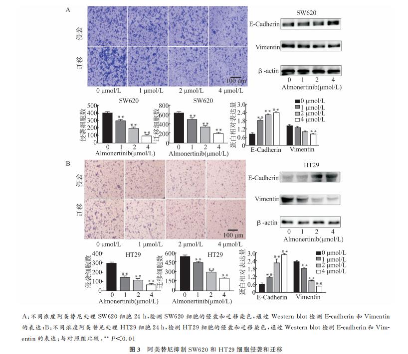 阿美替尼对结肠癌SW620、HT29细胞增殖、侵袭迁移和凋亡的作用及机制（三）