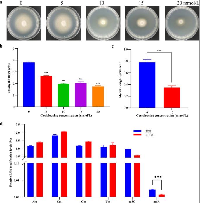 m6A修饰抑制绣球菌菌丝的生长，实现绣球菌生长周期的 “提速”