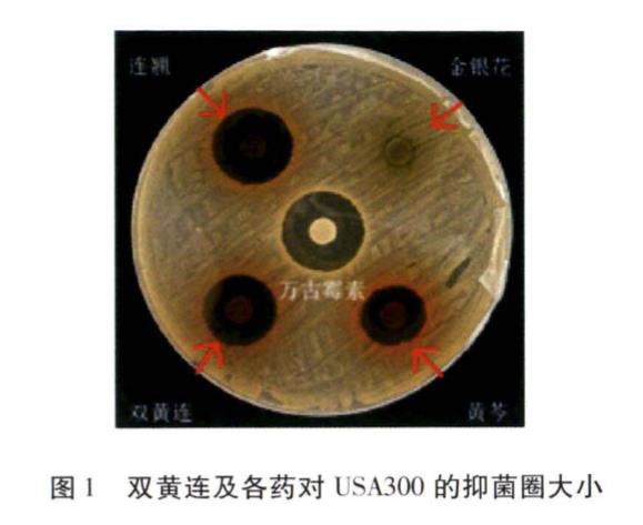 双黄连及各药耐甲氧西林金黄色葡萄球菌生长曲线、毒力因子的影响（一）