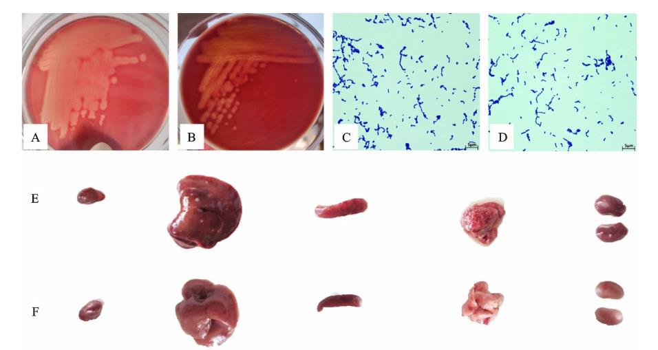 驴源马链球菌马亚种LXY019株的分离鉴定、生长曲线、致病性及耐药性分析（三）