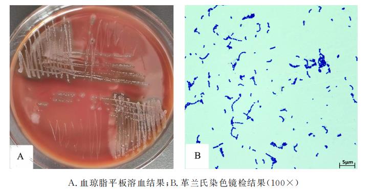 驴源马链球菌马亚种LXY019株的分离鉴定、生长曲线、致病性及耐药性分析（一）
