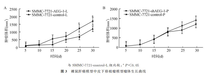 AEG-1促进肝癌生长与定向肺转移的作用与机制研究（二）