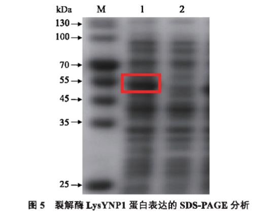 高效裂解多重耐药金黄色葡萄球菌噬菌体YNP1生物学特性研究（三）