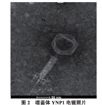 高效裂解多重耐药金黄色葡萄球菌噬菌体YNP1生物学特性研究（二）