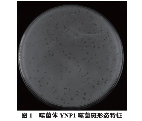 高效裂解多重耐药金黄色葡萄球菌噬菌体YNP1生物学特性研究（一）