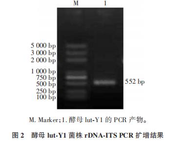 枸杞霉腐病拮抗酵母分离鉴定、生长曲线绘制与抑菌机理初探