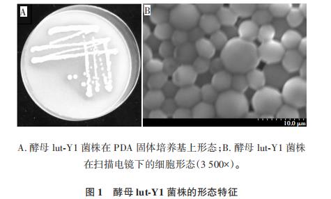 卡利比克迈耶氏酵母的鉴定、生长特性及其对果蔬病原真菌的拮抗作用研究