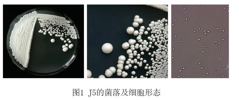葡萄牙棒孢酵母J5的生长特性及其在红谷黄酒酿造中的应用潜力