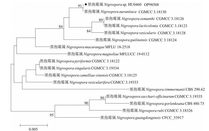 HU0460抑制马铃薯黑胫病菌的MIC、MBC与生长曲线测定
