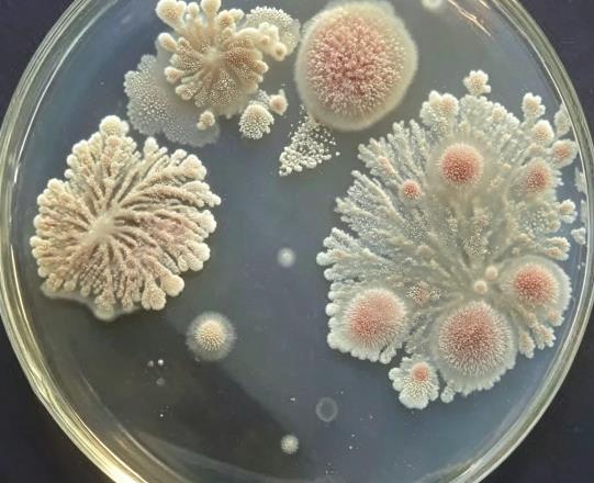 Biosense赋能的冷链车厢腐败菌生长动力学分析与保鲜策略生成