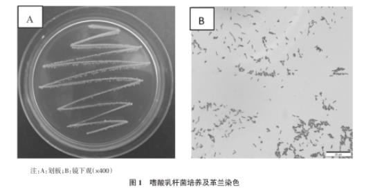 嗜酸乳杆菌菌液浓度测定方法的改进