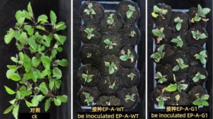茄子黄萎病菌ATMT转化条件优化及转化子致病力与生长特性评估