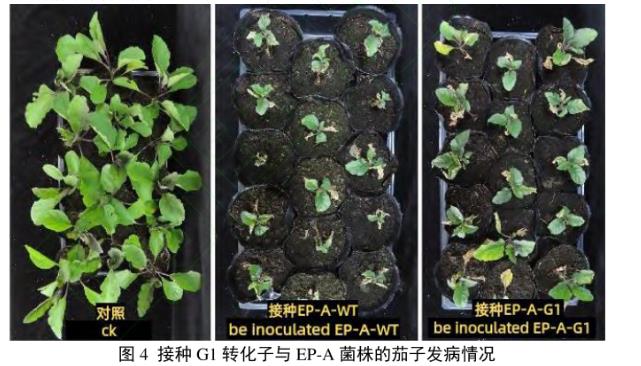 茄子黄萎病菌遗传转化体系的建立及转化子生长速率、产孢与致病力综合评价