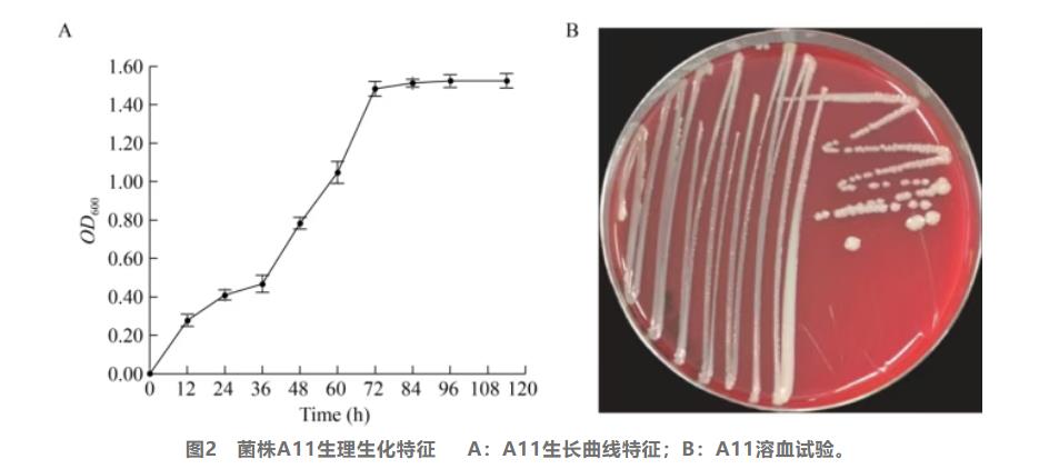 一株兼具固氮、溶磷、解钾功能的不动杆菌A11的基因组解析及促生特性研究