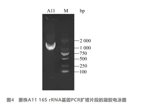 多功能根际促生菌A11的分离、全基因组测序及其在大豆种子萌发中的应用