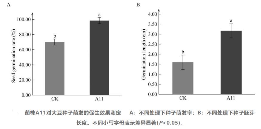 新疆特殊生境大豆根际促生菌A11的筛选、多功能特性及基因组学研究