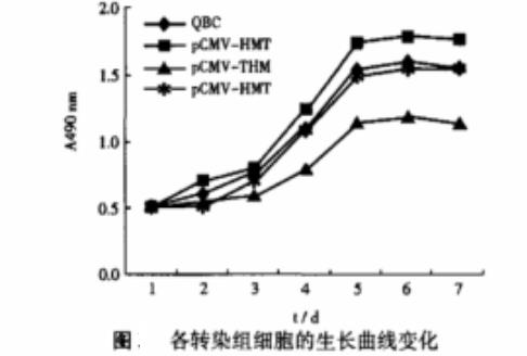 基于 BCA 图像算法的活细胞生长曲线分析：DNMT1 在胆管癌 QBC-939 细胞中的功能验证