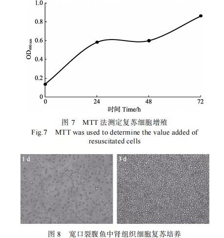 宽口裂腹鱼中肾组织细胞系的建立、冻存复苏及 16S rRNA 来源鉴定