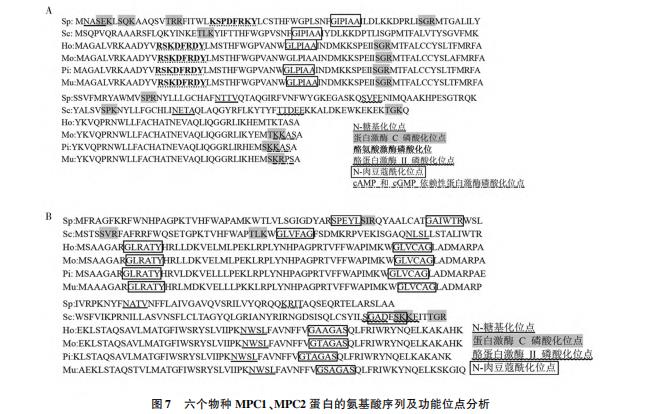mpc1 基因缺失对粟酒裂殖酵母有丝分裂全过程的动力学影响：从纺锤体到胞质分裂